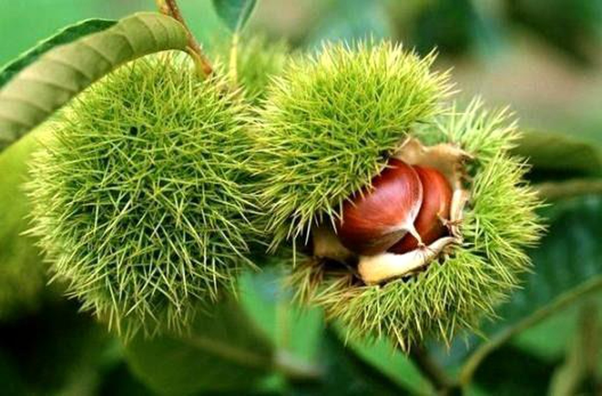 Düzce\'de Kestane Bahçesi Projesi Başvuruları Başladı