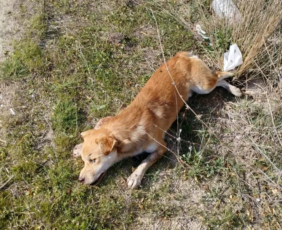 Buldan\'da Çok Sayıda Köpek Ölüsü Bulundu