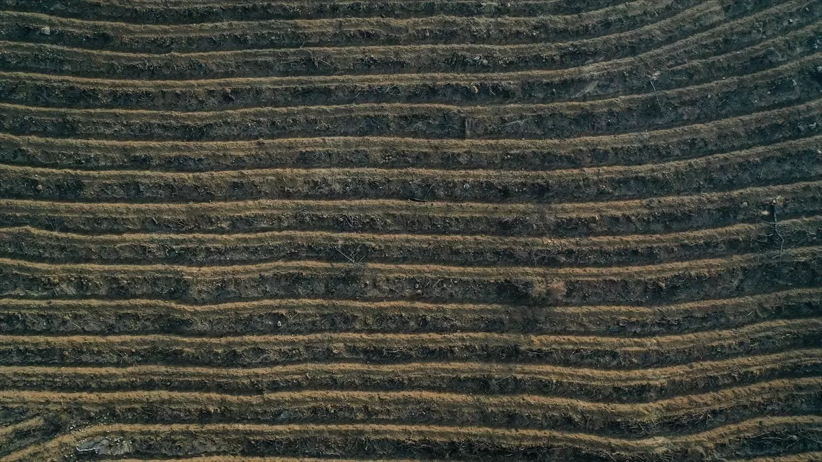 Bursa\'da Orman Yangınlarına Yeniden Yeşil Alan