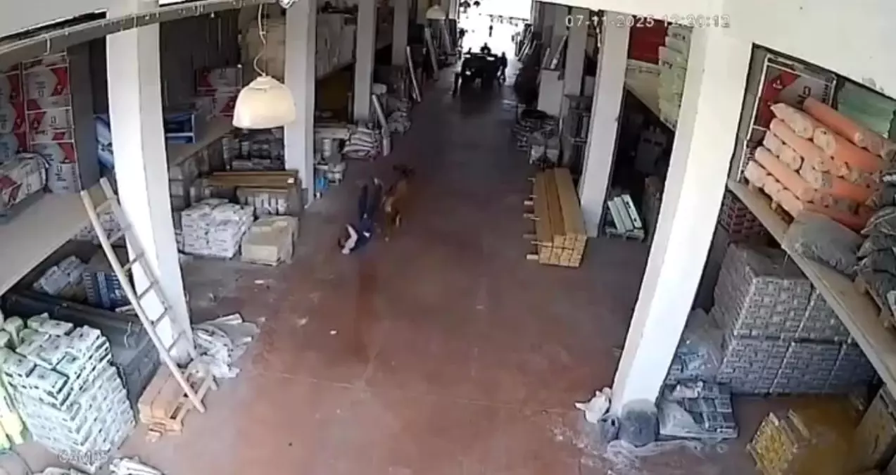 Başına Buyruk İnek Depoya Girdi