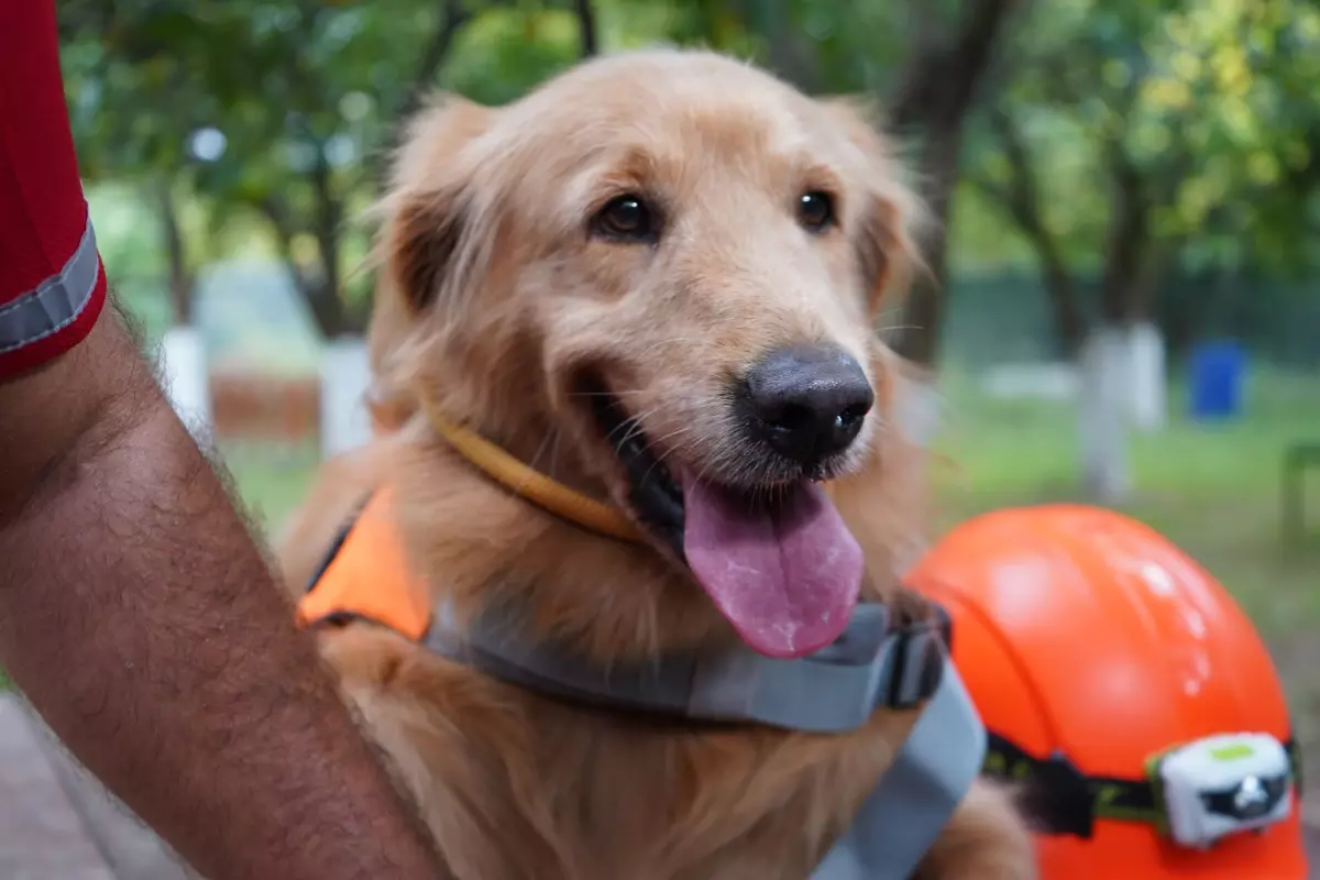 Evcil Köpeklerle Arama Kurtarma Destanı