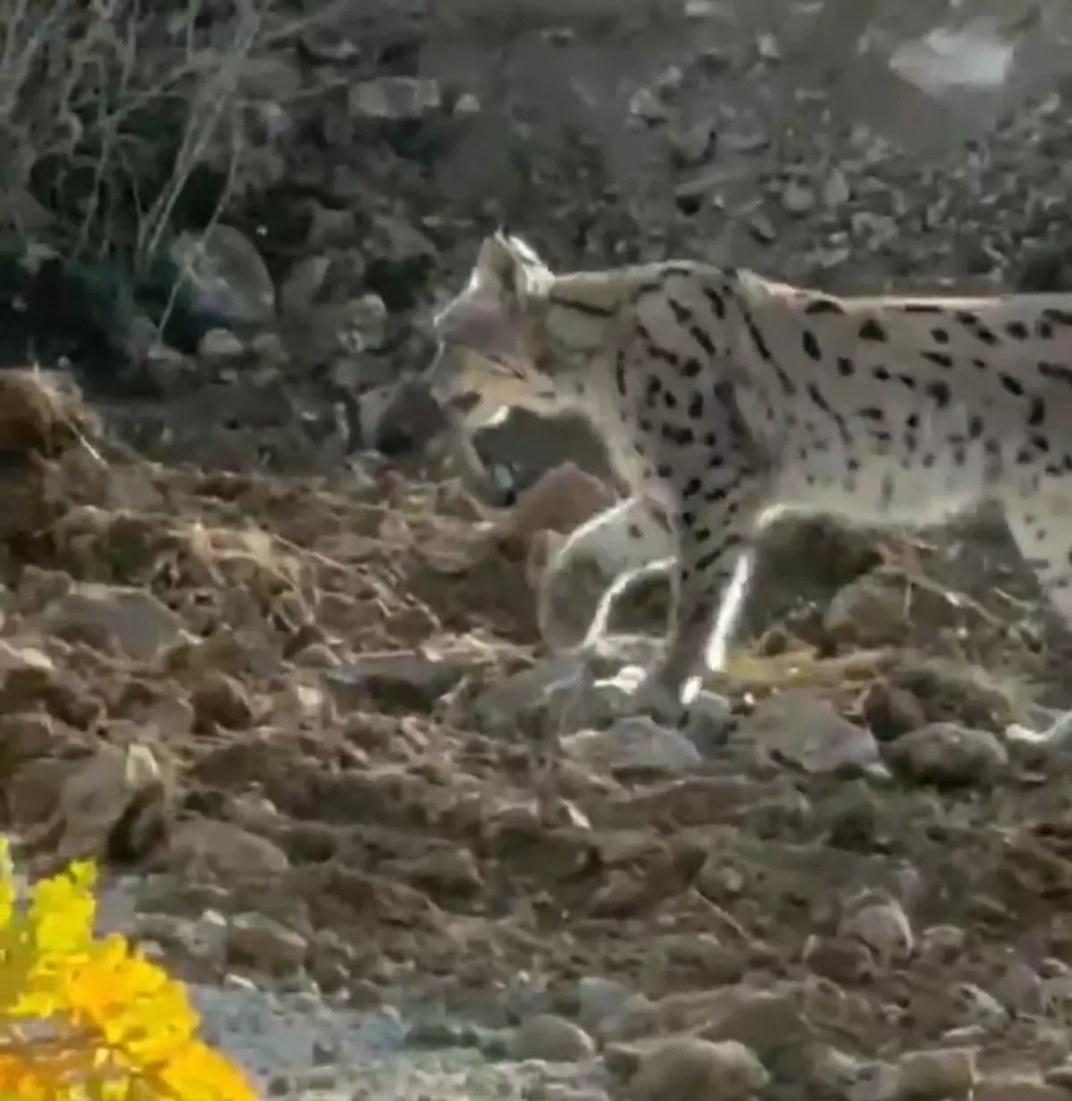 Çukurca\'da Vaşak Görüntülendi