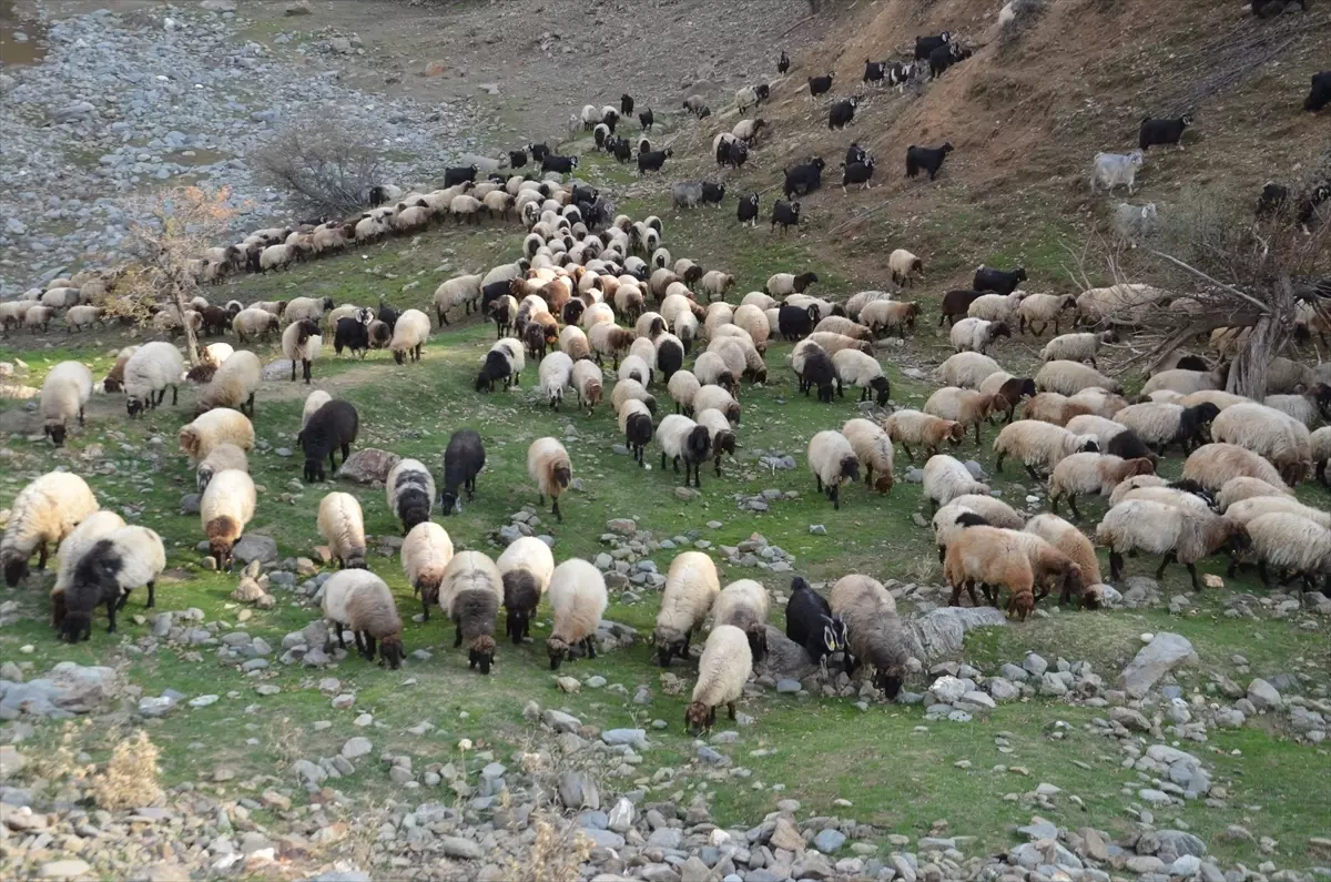 Muş\'ta Besiciler Sıcak Bölgelere Yolculuğa Çıktı