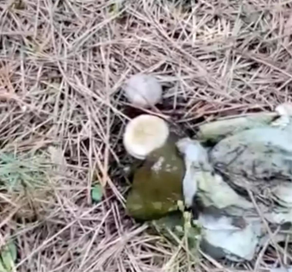 Bolu Ormanlığı Çöplüğe Dönüştü