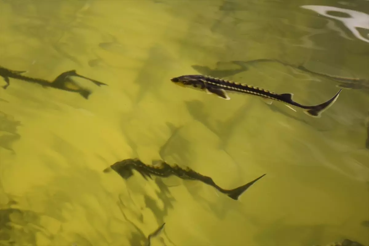 Mersin Balığı Koruma Projesi