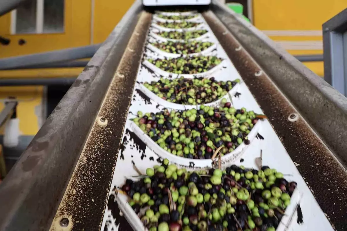 Kozan\'da Zeytin Hasadı Düşük Verimle Tamamlandı