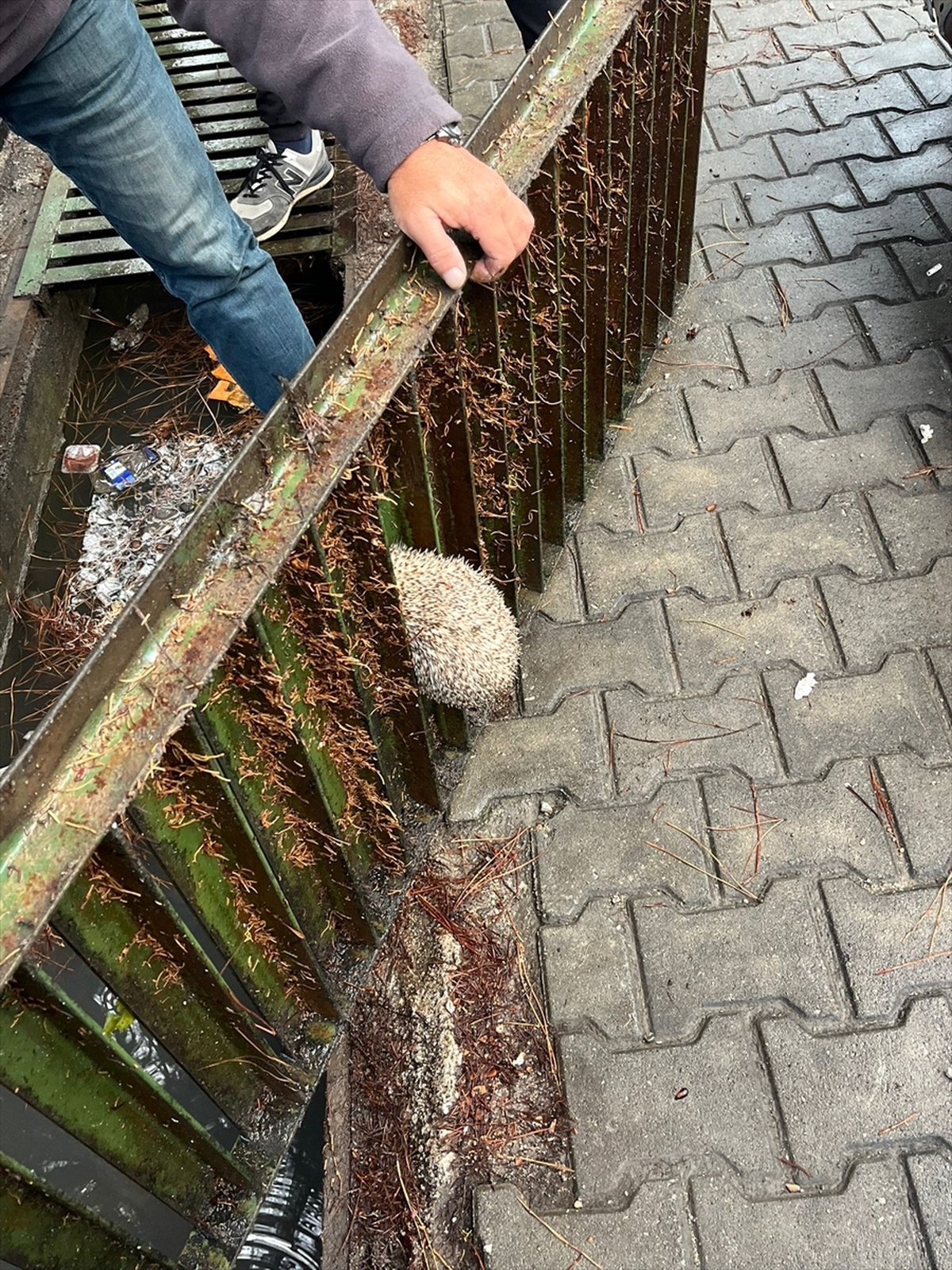 Sıkışan Kirpi İtfaiye ile Kurtarıldı