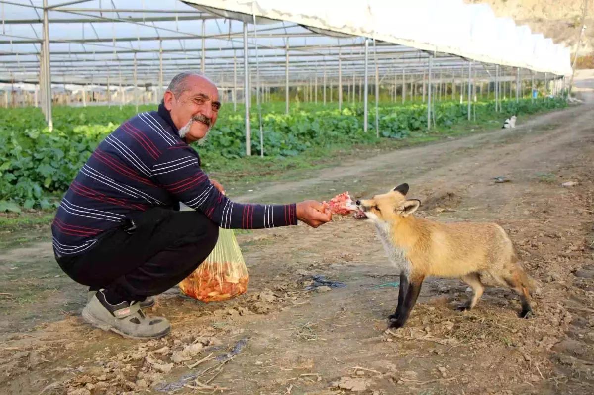 Amasya\'da Çiftçi ve Tilki Arasında Sıra Dışı Dostluk