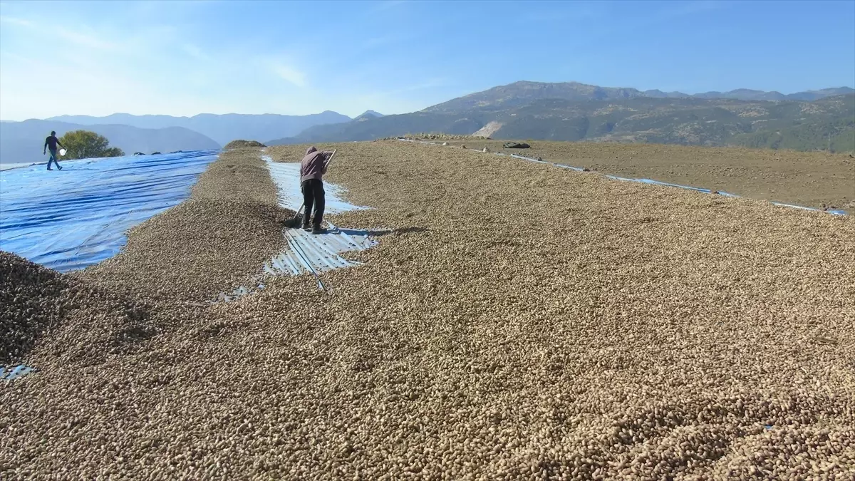Gaziantep\'te YerFıstığı Hasadı Başladı