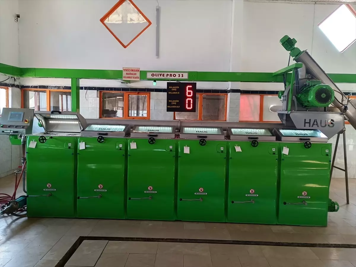 Karamürsel\'de Zeytin Hasadı Başladı