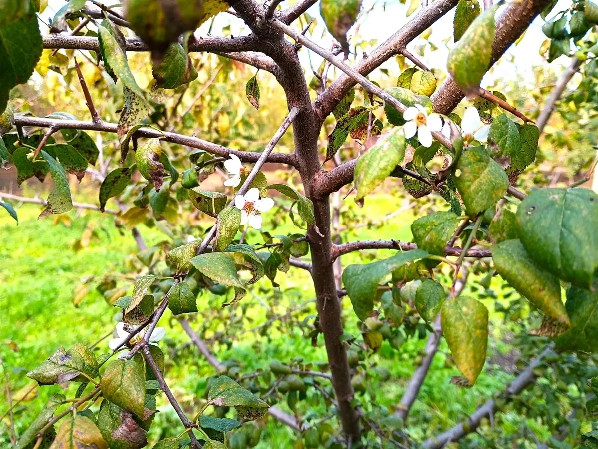 Karamürsel\'de Erik Ağaçları Kasım\'da Çiçek Açtı