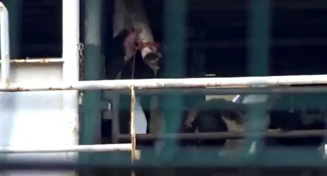Bandırma'da Hayvan Refahı Krizi: Gemideki Hayvanlar Tehlikede