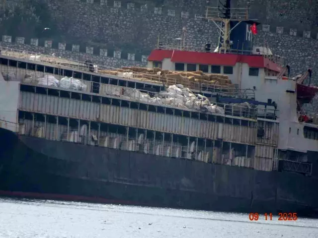 Bandırma'da Hayvan Refahı Krizi: Gemideki Hayvanlar Tehlikede