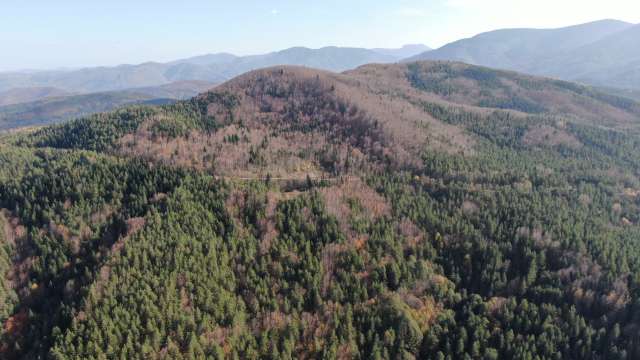 Kayıp annenin cesedini kuzgunu takip eden vatandaşlar bulmuş Kayıp annenin cesedini kuzgunu takip eden vatandaşlar bulmuş