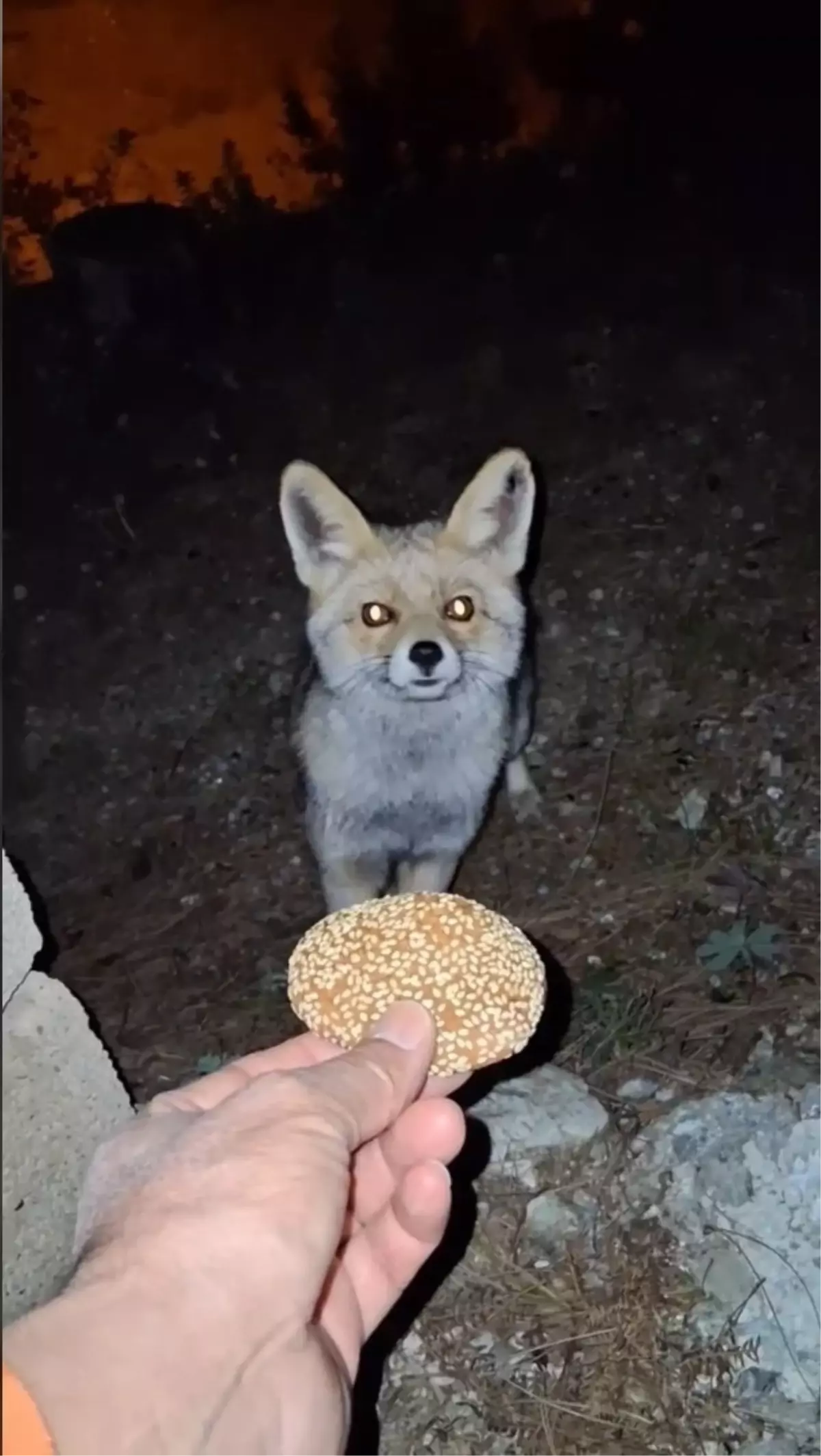 Tilki Bayram Kömbesi Yedi