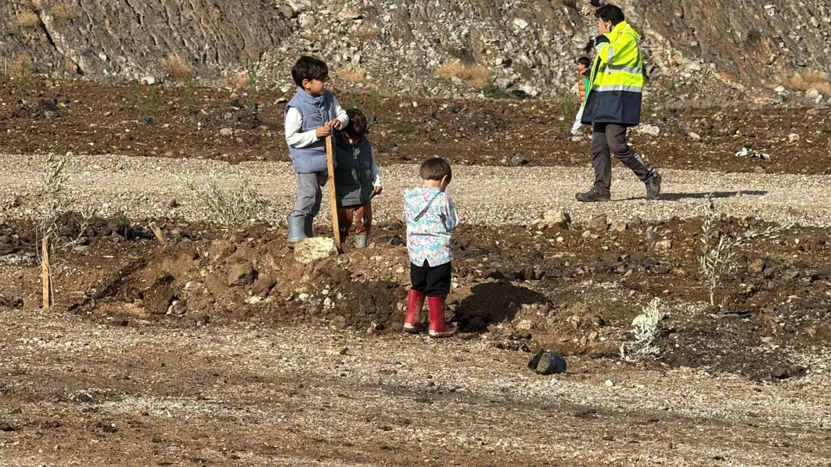 300 Yaşındaki Zeytin Ağacı Tarıma Kazandırıldı