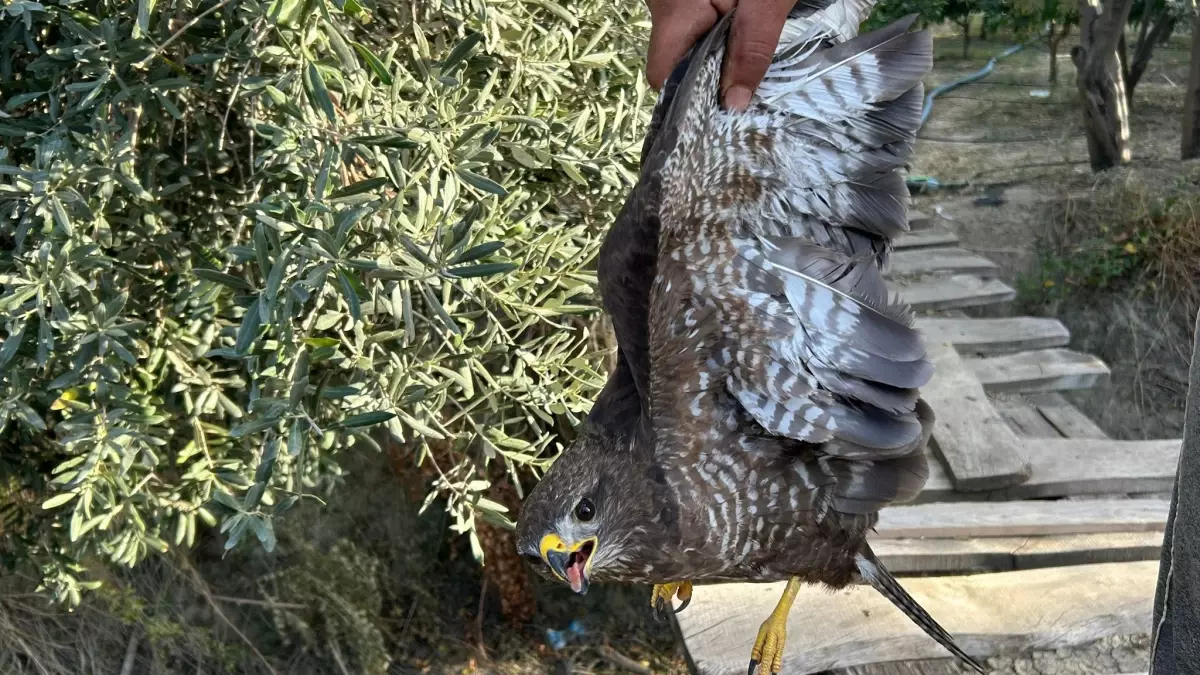 Yaralı Şahin Tedavi Ediliyor