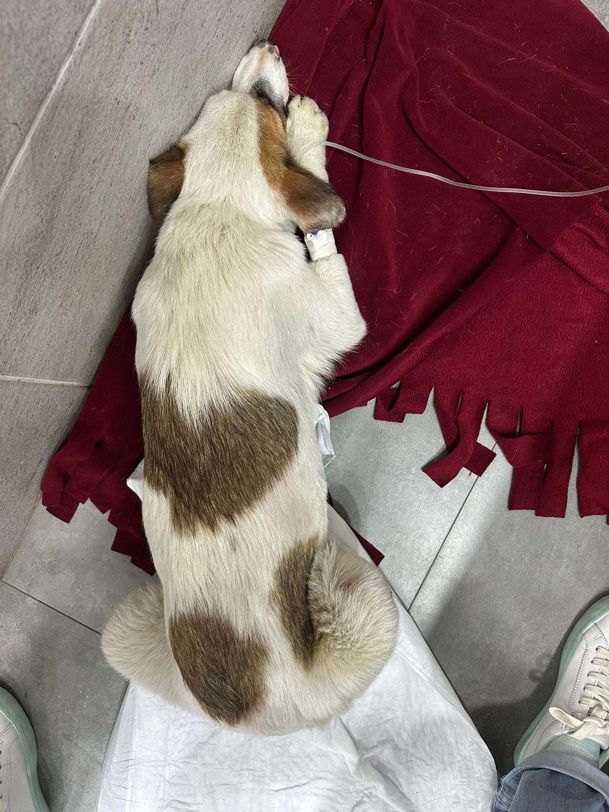 Bodrum\'da Köpeklere Ateş Açan Yaşlı Adam Tutuklandı