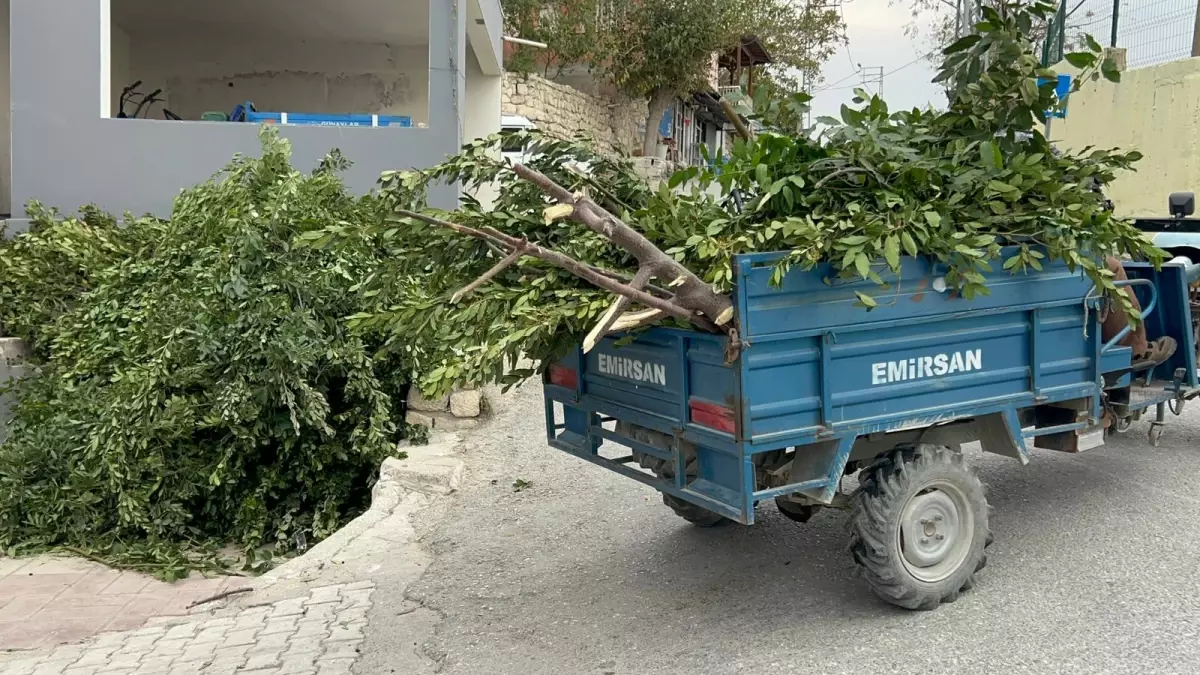 Hatay\'da Defne Hasadı Başladı