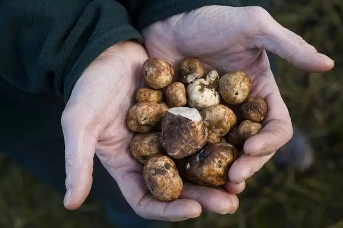 Ormanlarda köpeklerle aranarak bulunuyor, kilosu 345 bin TL\'den satılıyor