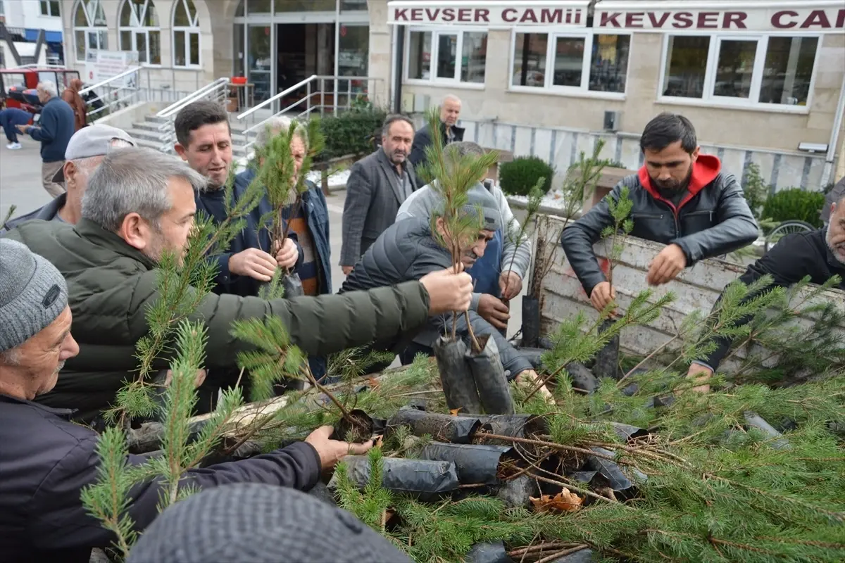 Havza\'da Ücretsiz Fidan Dağıtımı