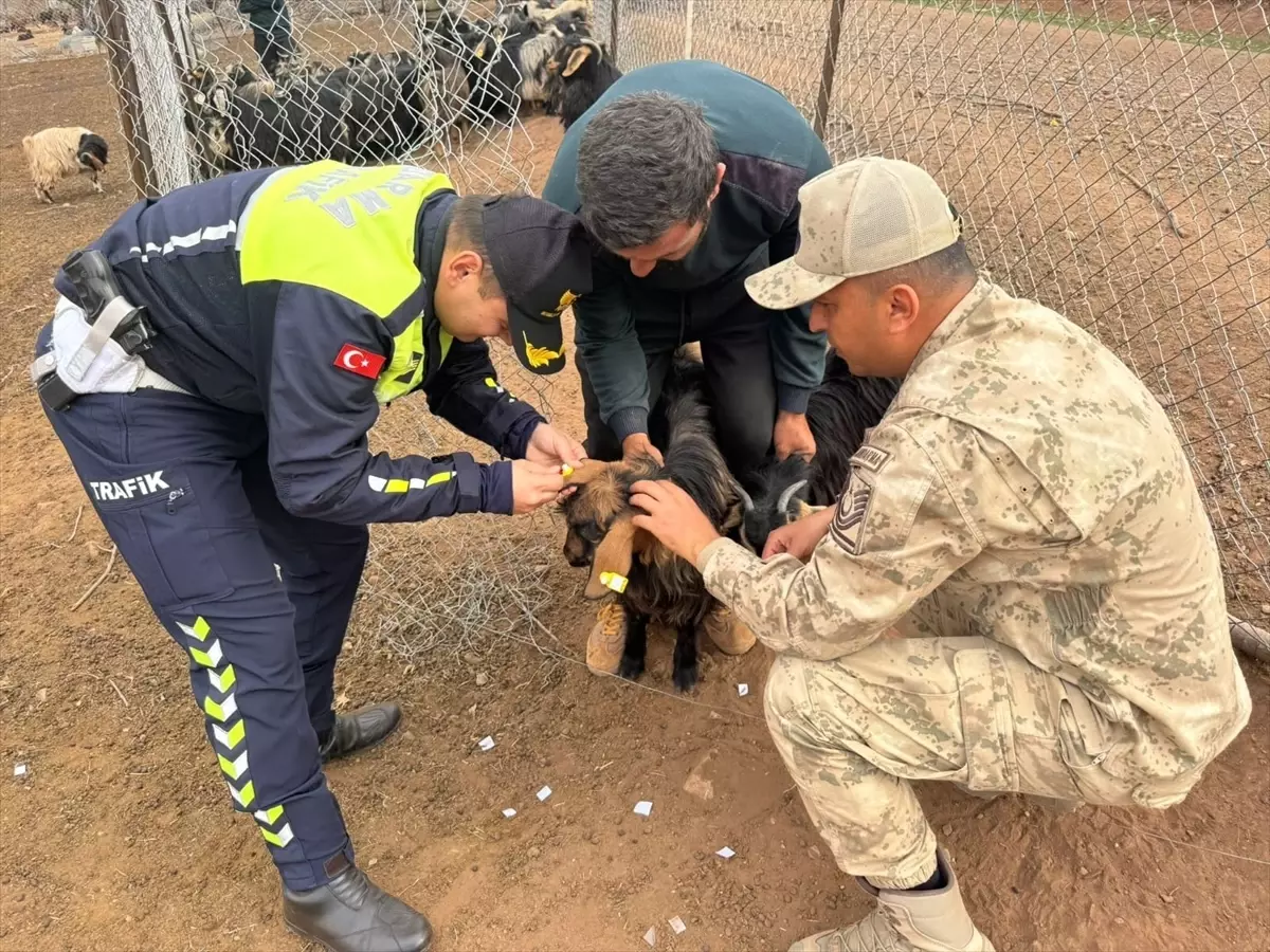 Siirt\'te Sürü Hayvanlarına Reflektörlü Bant