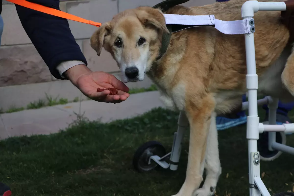 Felçli Fıstık\'a yürüteçle yeni hayat