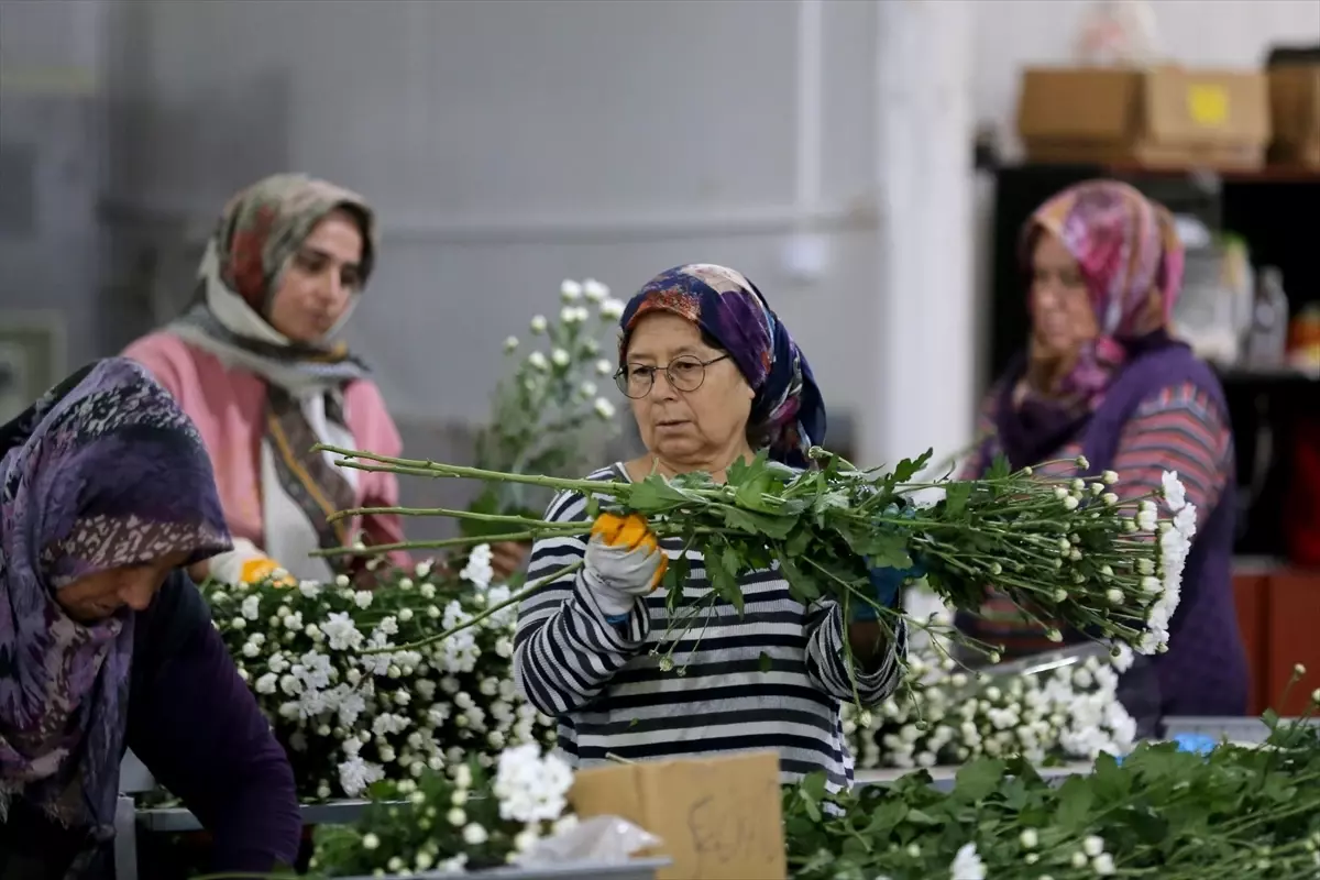 Türkiye\'nin Süs Bitkileri İhracatı Artıyor