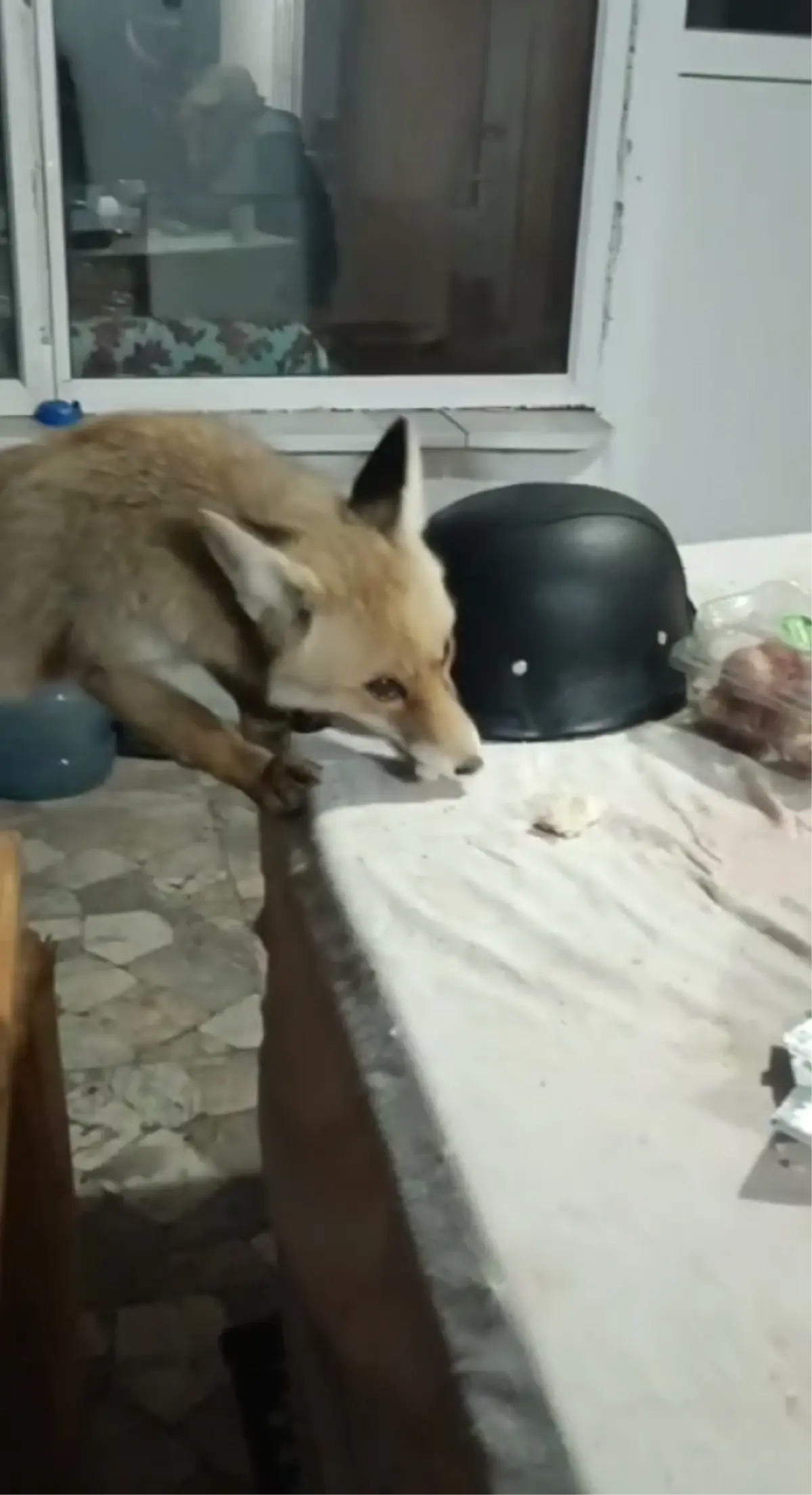 Zile\'de Emekli Adamın Tilki Dostluğu