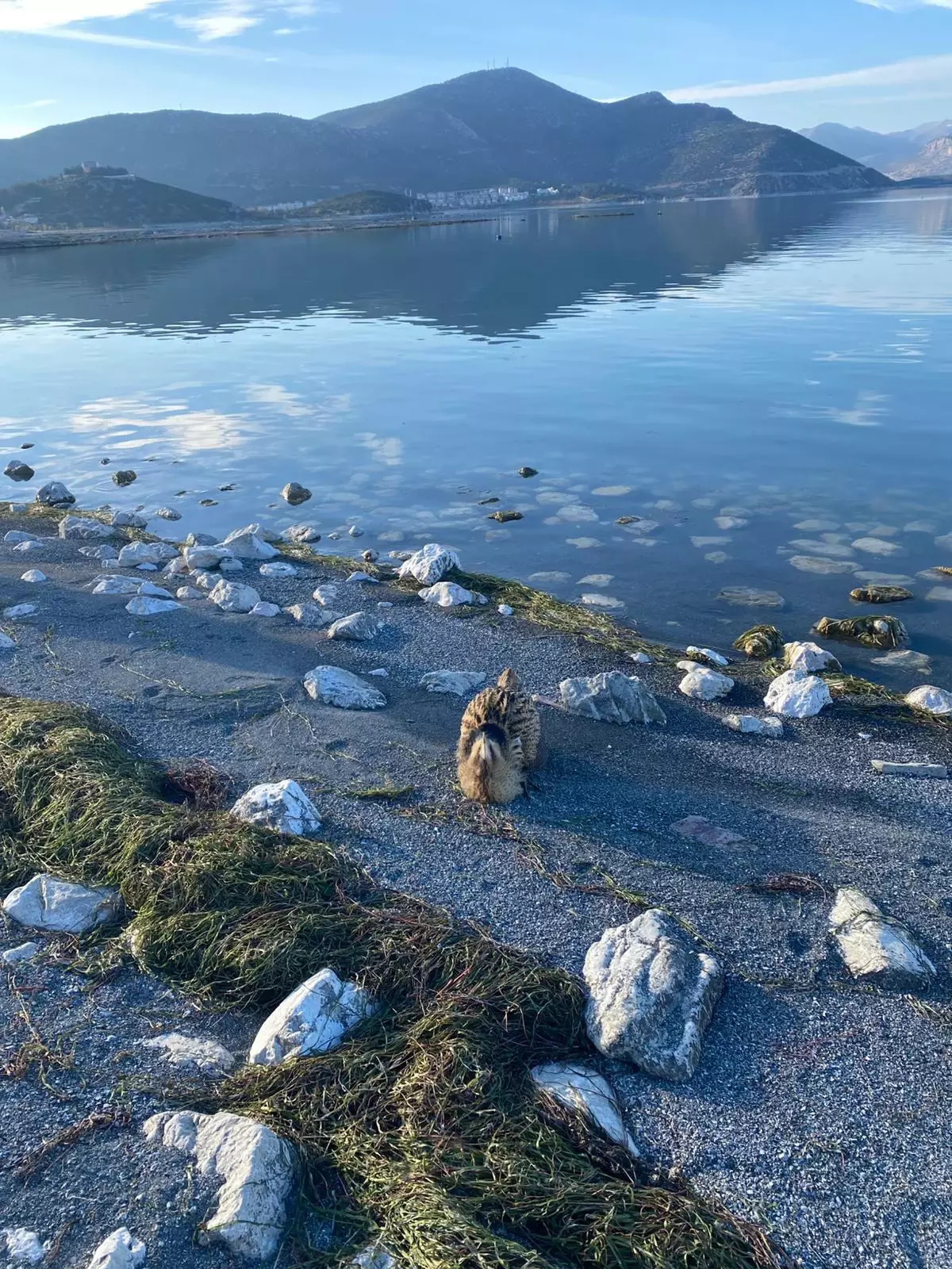 Yaralı Güney Amerika Balabanı Koruma Altına Alındı