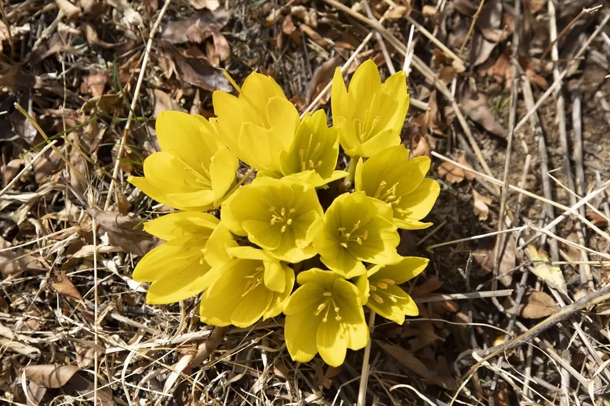 Salördek Ormanları Sonbaharın Gözdesi