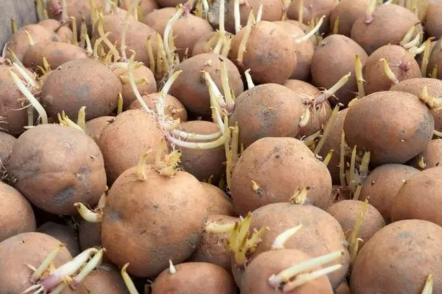 Uzman Uyarısı: Yeşillenen, Filizlenen ve Lekeli Patatesler Sağlık Riski Taşıyor