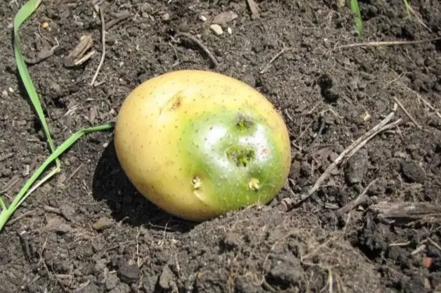 Uzman Uyarısı: Yeşillenen, Filizlenen ve Lekeli Patatesler Sağlık Riski Taşıyor