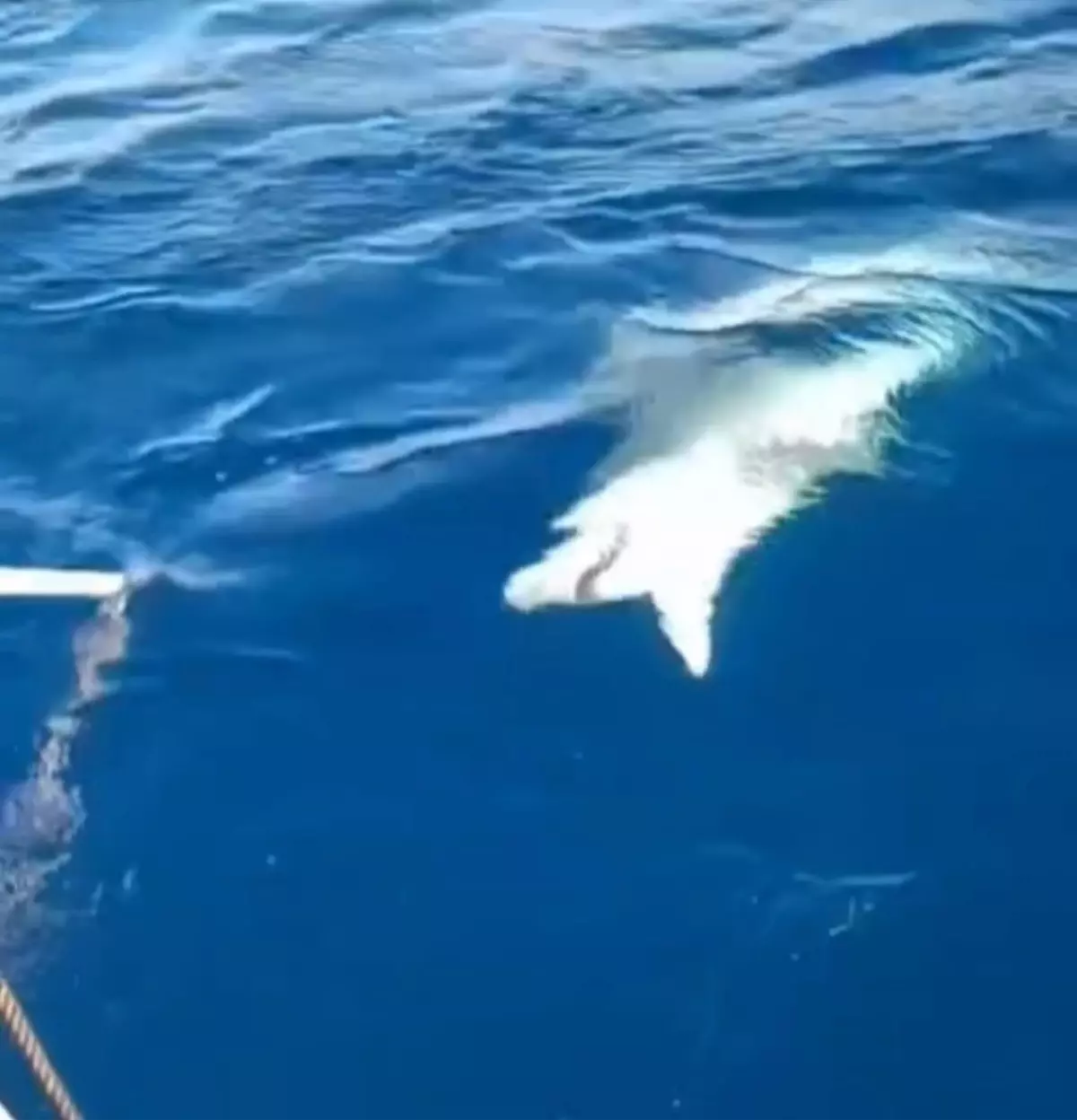 Yayladağı\'nda Amatör Balıkçının Oltasına Köpek Balığı Takıldı