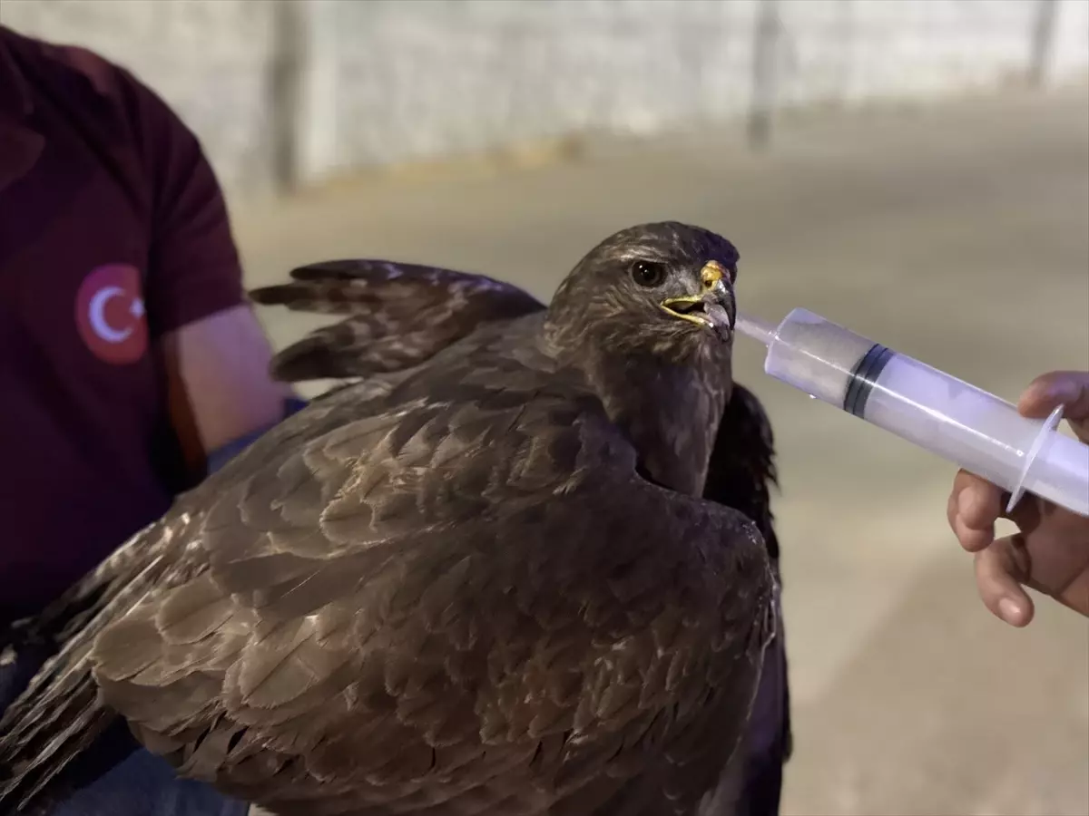 Yaralı Kızıl Şahin Tedavi Altına Alındı