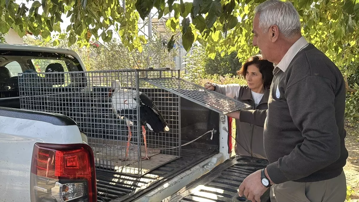 Dörtyol\'da Leylek Kurtarıldı