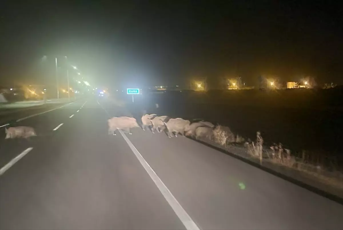 Kars\'ta Domuz Sürüsü Yerleşim Yeriyle Buluştu