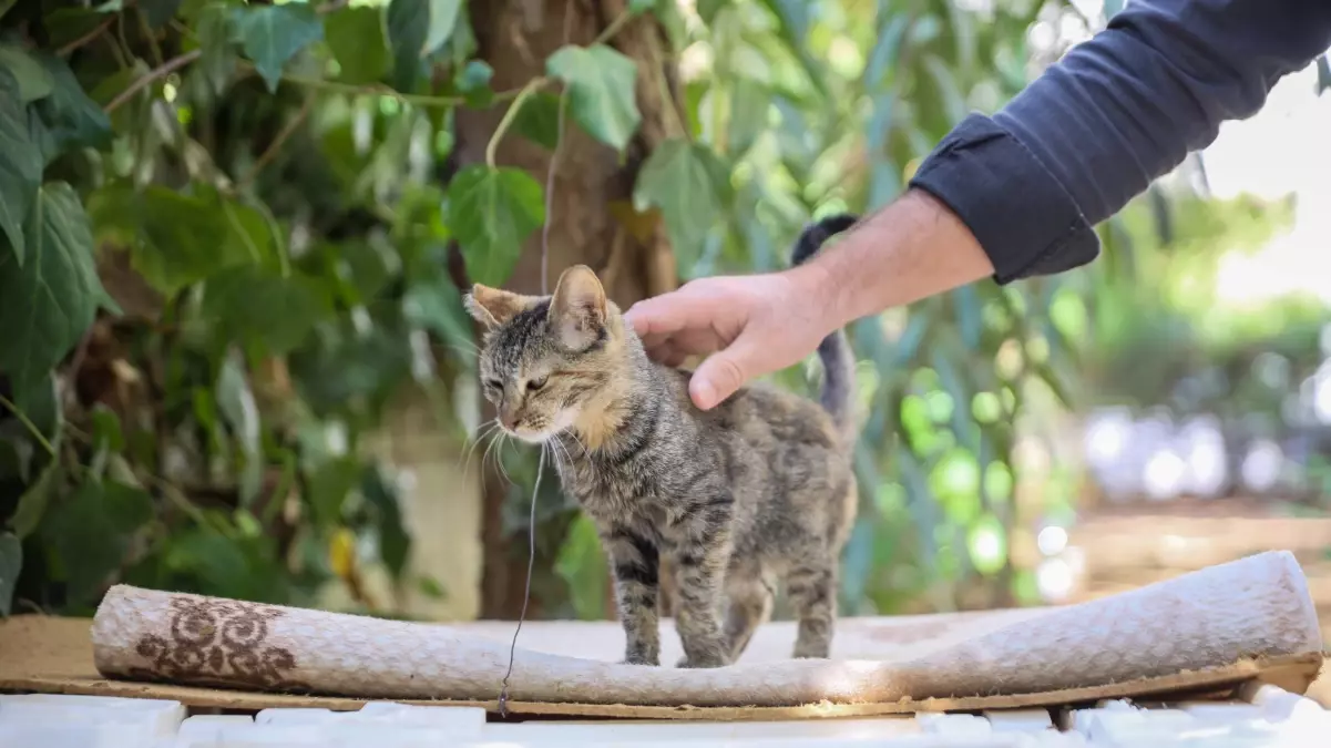 Kedi Katili Şikayet Edildi