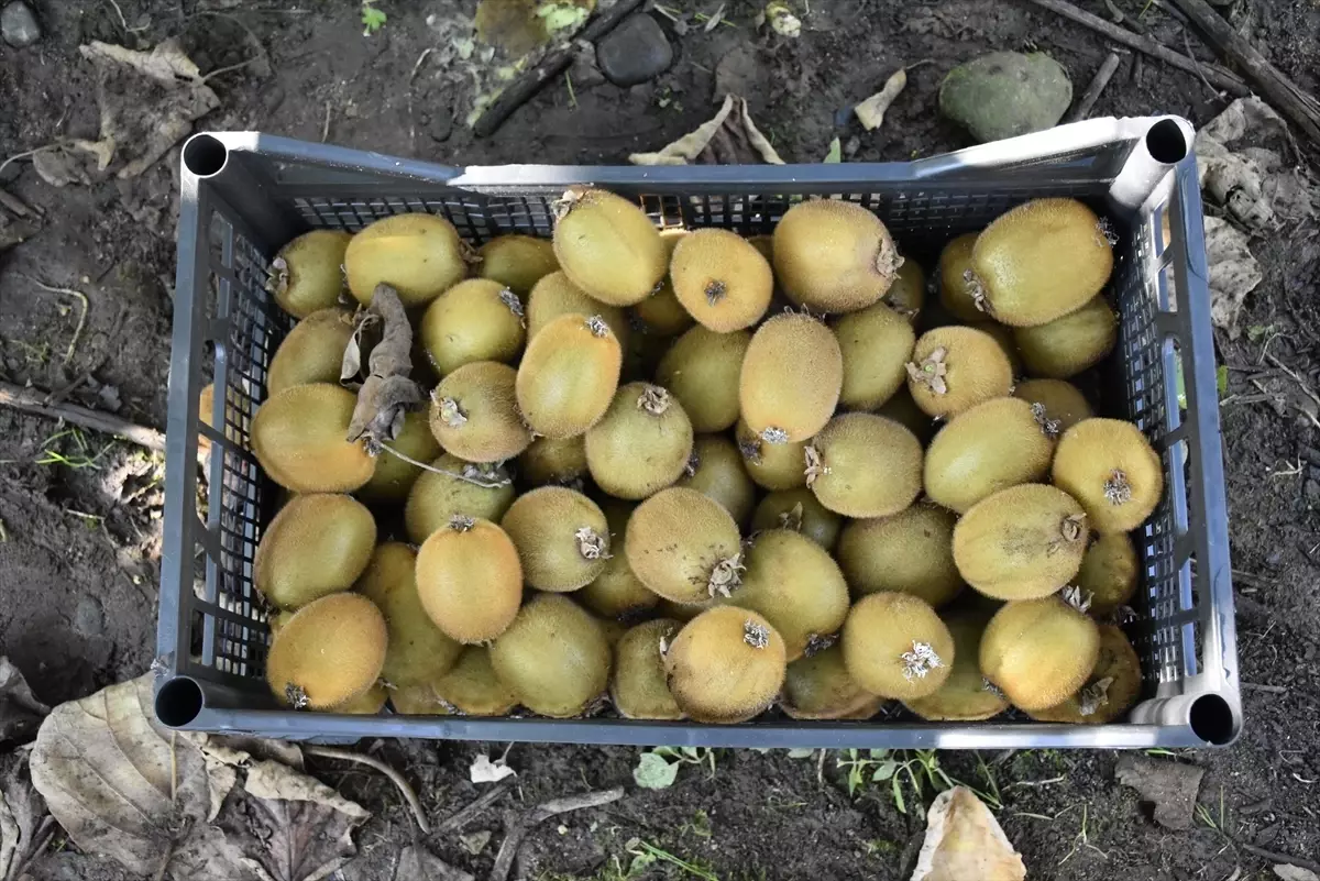 Ordu\'da Kivi Hasadı Devam Ediyor