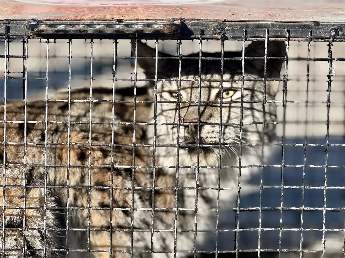 Bitkin Vaşak Tedavi Ediliyor