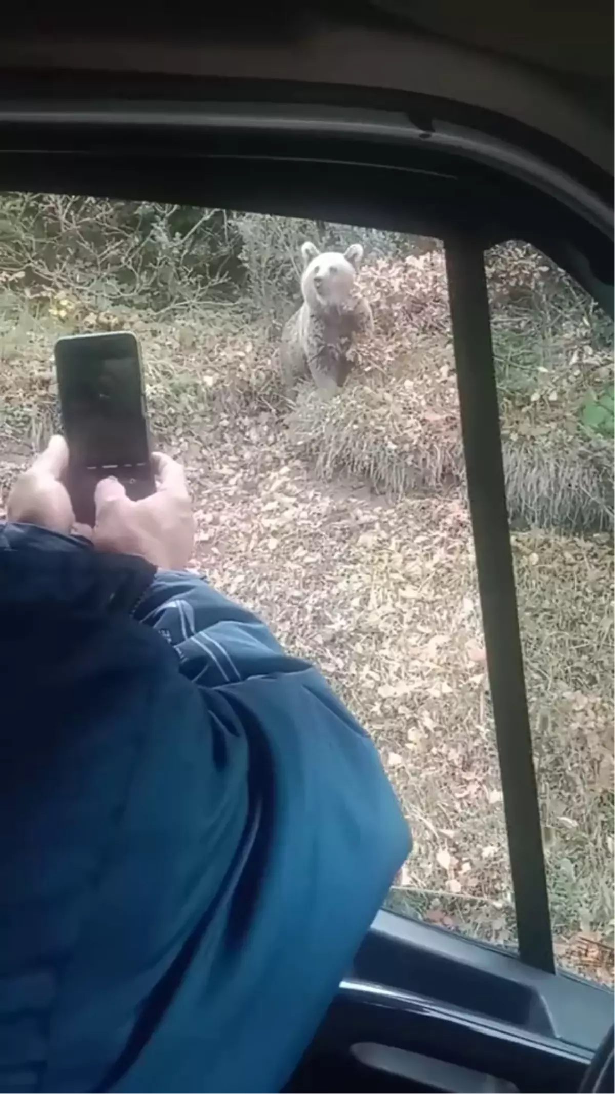 Bolu\'da Aile Bozayıyla Karşılaştı