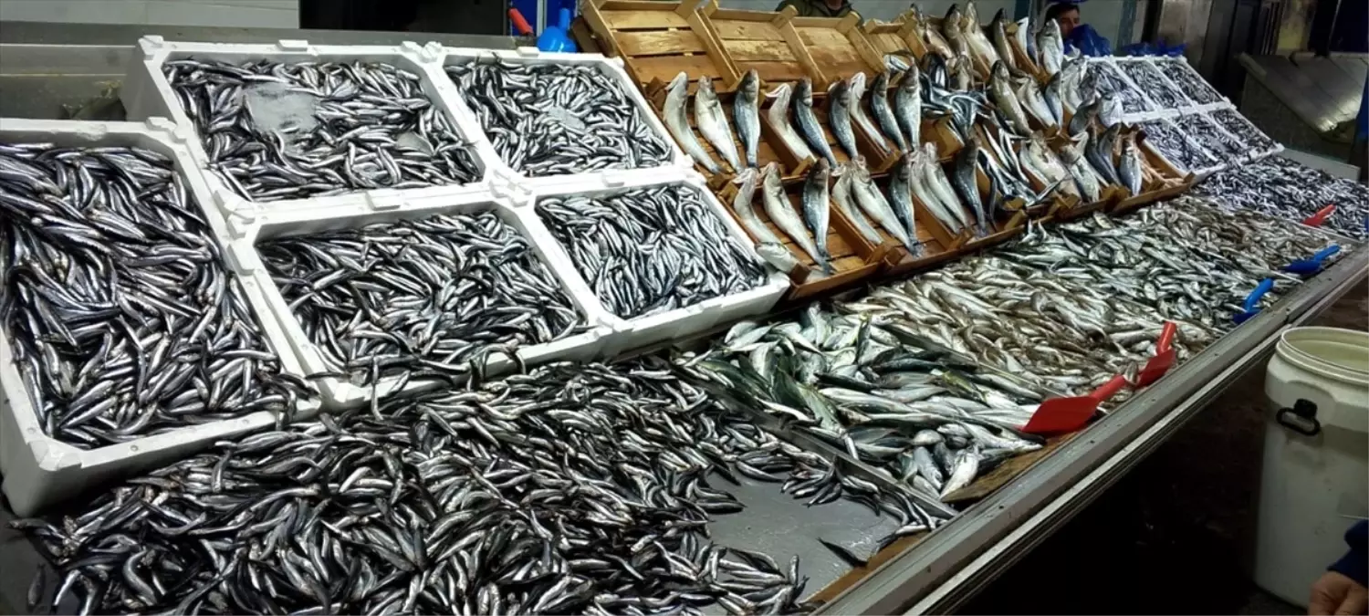 Karadeniz Ereğli\'de Hamsi Bereketi