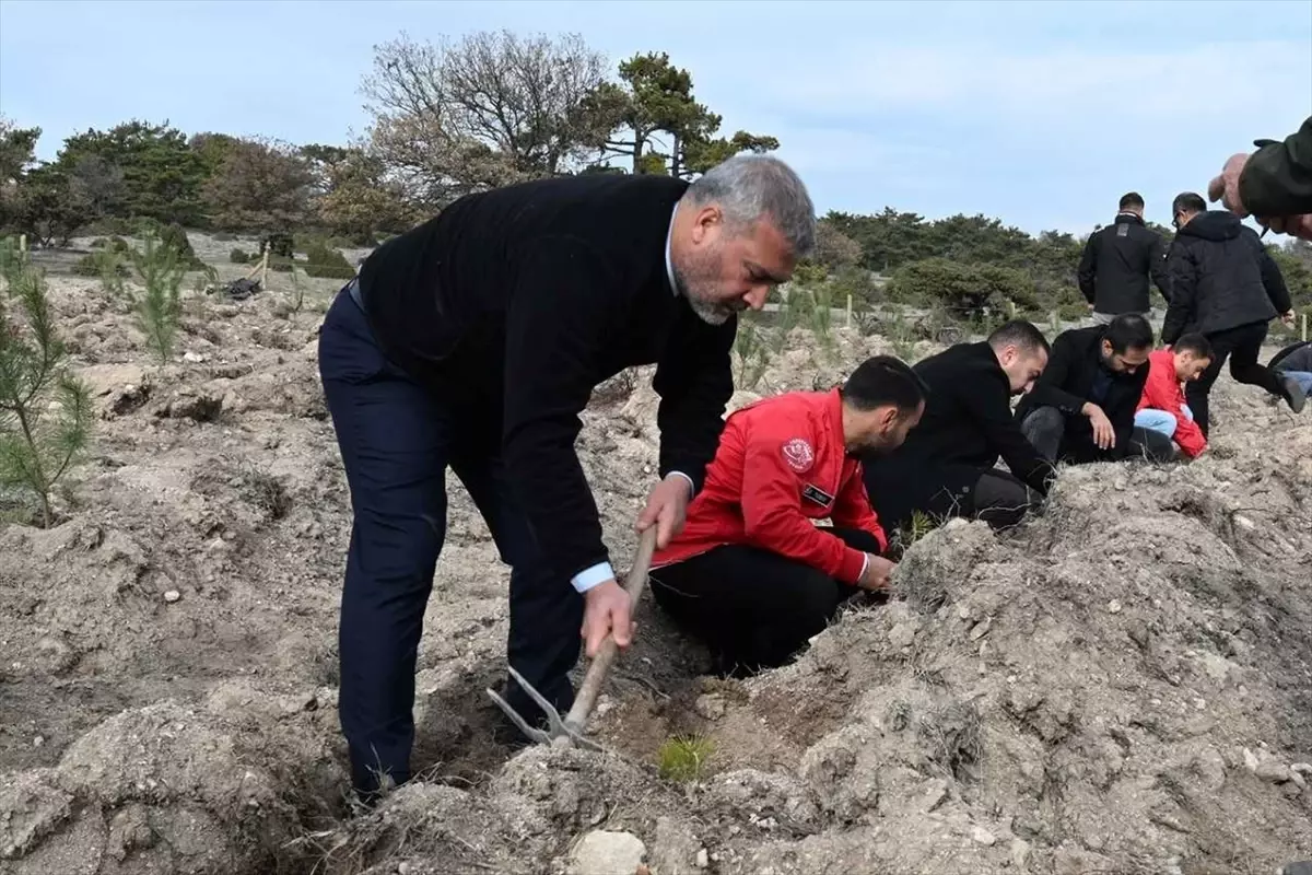 Anadolu Üniversitesi\'nde Fidan Dikimi