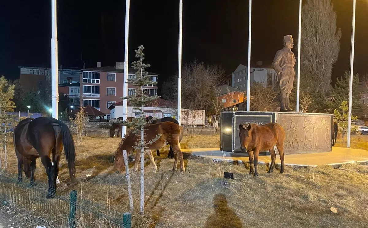 Yılkı Atları Ardahan\'a İndi