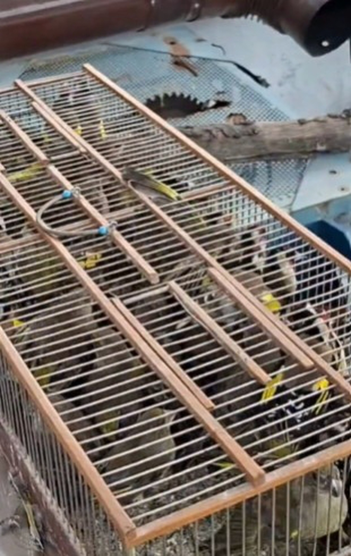 Kuş Kaçakçılığına Operasyon: 79 Kuş Ele Geçirildi