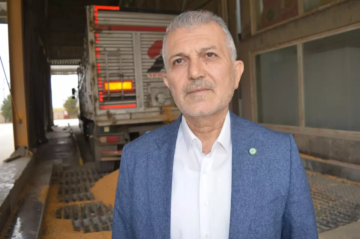 Mardin Ovası\'nda Mısır Hasadı Başladı