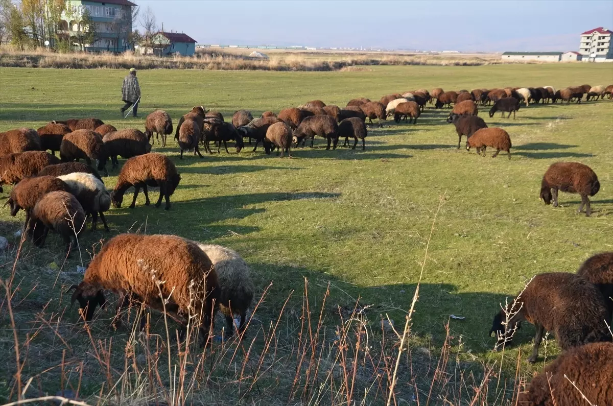 Muş\'ta Besiciler Hava Şartlarından Memnun