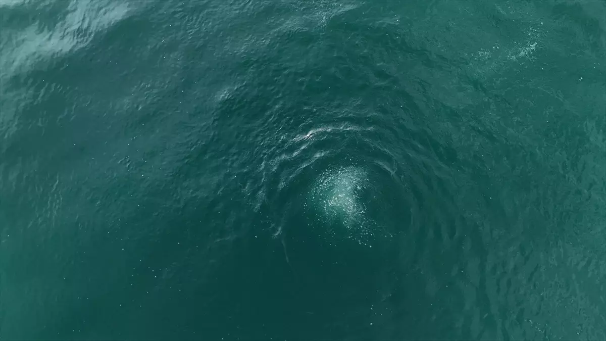 Sapanca Gölü fay hattı boyunca fokur fokur kanıyor! Prof. Dr. Üşümezsoy "Asıl tehlike" diyerek uyarmıştı