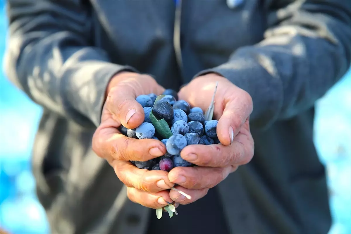 Hatay\'da Zeytin Hasadı 201 Bin Ton Rekolte Bekleniyor