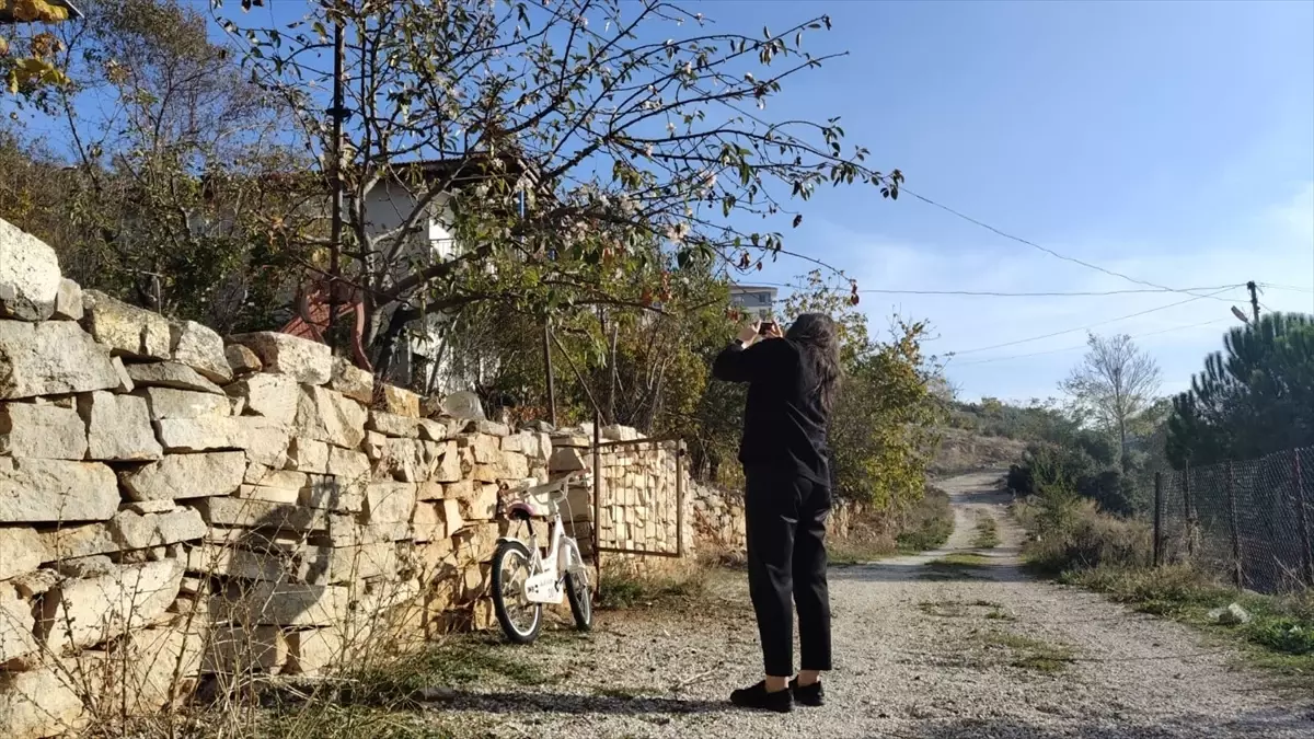 Bucak\'ta Kış Ortasında Elma Ağacı Çiçek Açtı